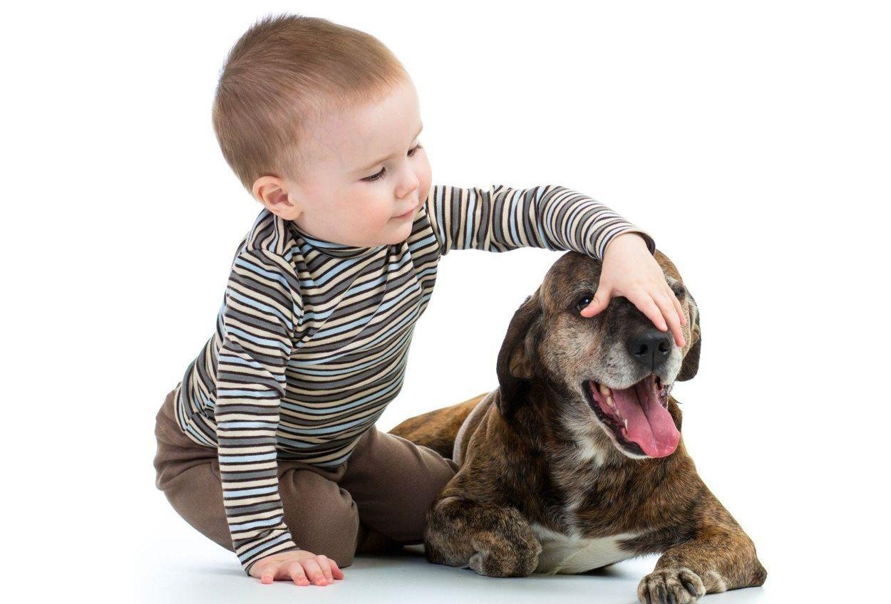 Rase de câini care iubesc copiii. Topul celor mai prietenoase rase de câini
