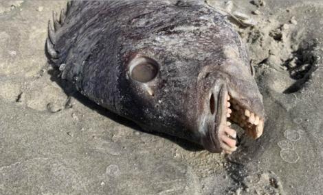 O mamă a descoperit un pește cu „dinți de om”, în timpul unei plimbări pe plajă cu copilul ei! „Am fost șocată” – Foto