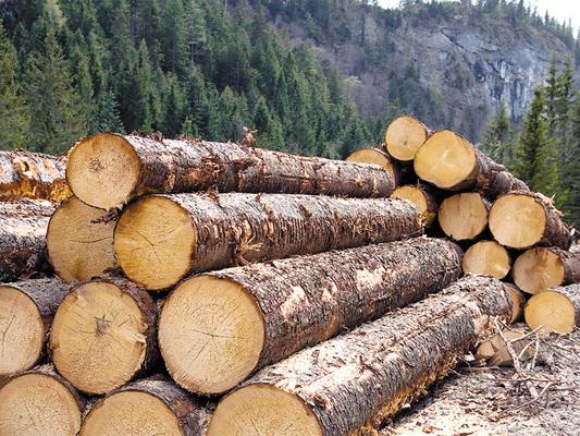 Proiect de lege care interzice exportul de busteni din Romania!