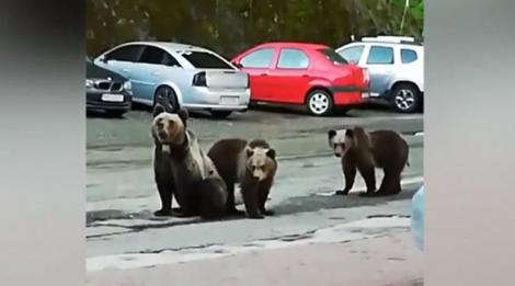 Video! O ursoaică și doi pui au creat panică la intrarea unui hotel din Vidraru. Autoritățile avertizează toți turiștii!