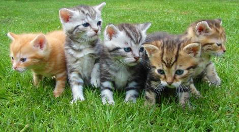 Îngrijire pisici. 8 lucruri de care să ții cont pentru igiena zilnică a felinelor