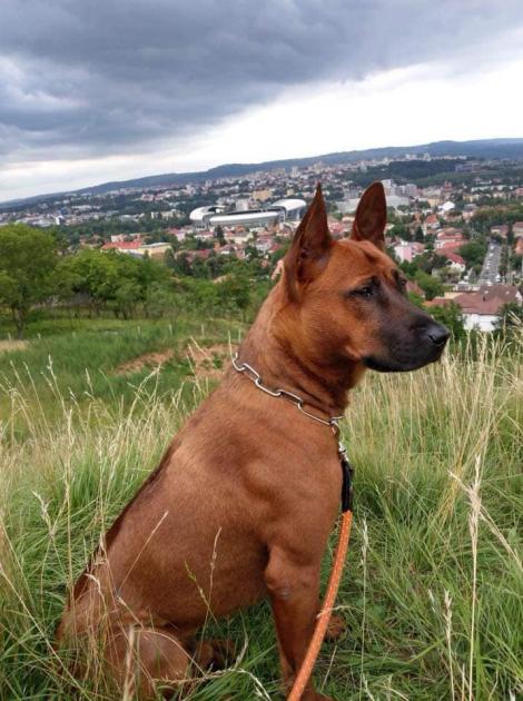 L-ai văzut? O handbalistă oferă recompensă 2.000 de euro oricui o ajută să-și găsească câinele dispărut de acasă