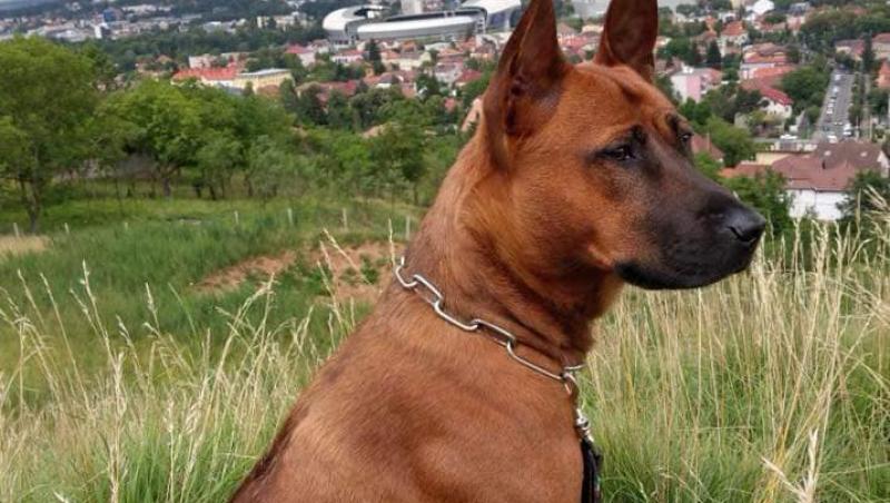 L-ai văzut? O handbalistă oferă recompensă 2.000 de euro oricui o ajută să-și găsească câinele dispărut de acasă