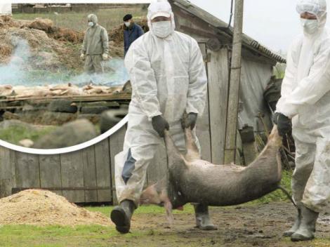 Autoritățile avertizează! Au fost identificate noi focare de pestă porcină africană. Care sunt localitățile ținute sub strictă supraveghere