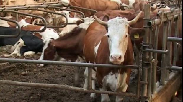 Peste 200 de animale au fost sacrificate &icirc;n județul Tulcea. &bdquo;Programul naţional strategic pentru LEB consideră zona de Deltă ca fiind infectată&rdquo;