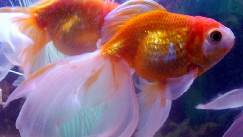 Cum alegi corect peștii pentru acvariu: Top 6 cei mai rezistenți pești de acvariu
