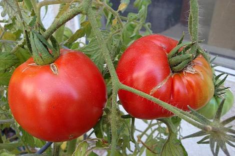 Rosiile din programul ”Tomata”  sunt sigure pentru consum