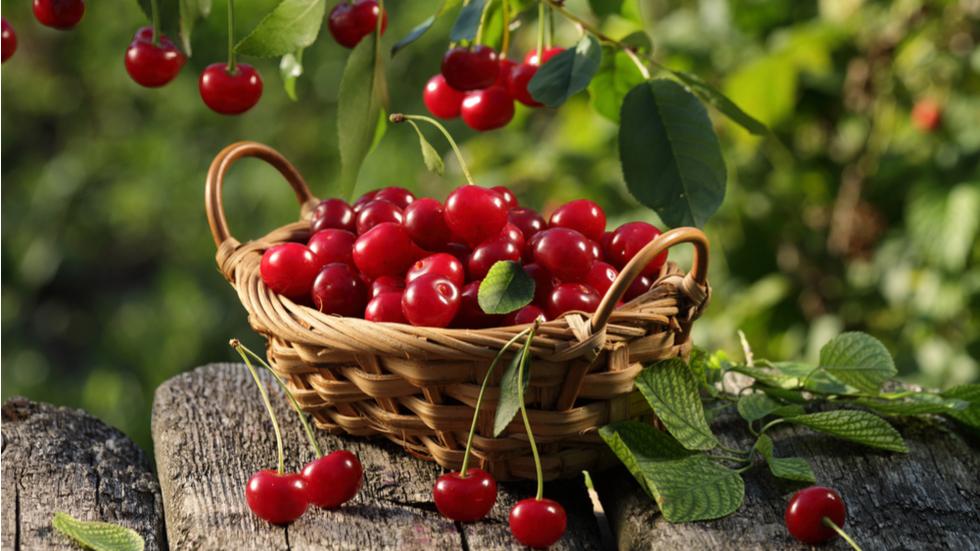 1 iunie, prima zi de vară &icirc;n calendar. Tradiții și obiceiuri &icirc;n luna iunie. Ce trebuie să faci de &bdquo;cireșar&rdquo;