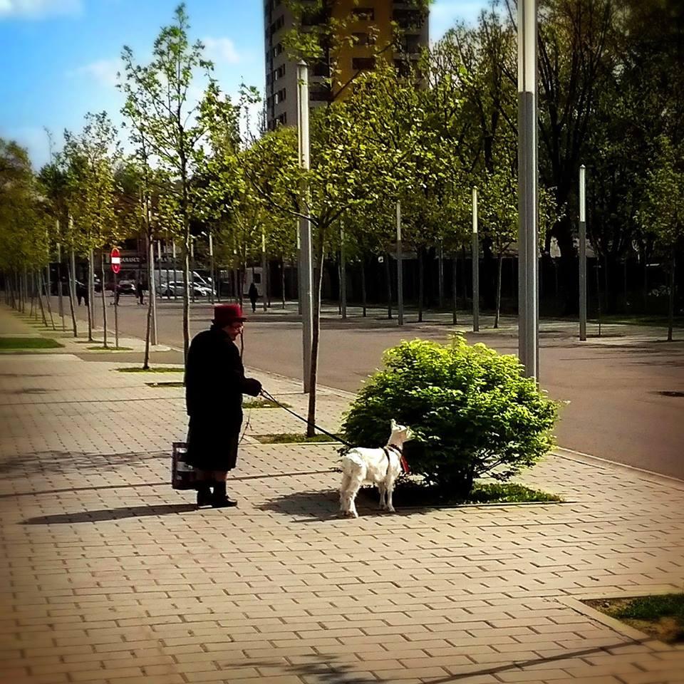 O femeie plimba un ied prin București c&acirc;nd un trecător a &icirc;ntrebat-o de ce face asta! Povestea e o adevărată lecție de viață