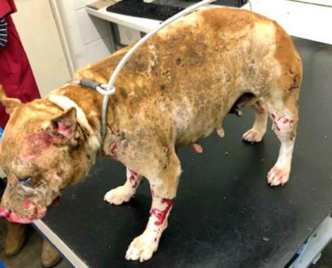 Câtă cruzime! Un câine, eutanasiat după ce a fost atacat cu acid! Când l-a văzut, medicul veterinar a izbucnit în plâns. „În 30 de ani, nu am văzut așa ceva” - Foto