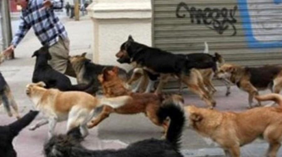 Un t&acirc;năr de 18 ani din Bihor a fost mușcat de o haită de c&acirc;ini! Băiatul a ajuns de urgență la spital