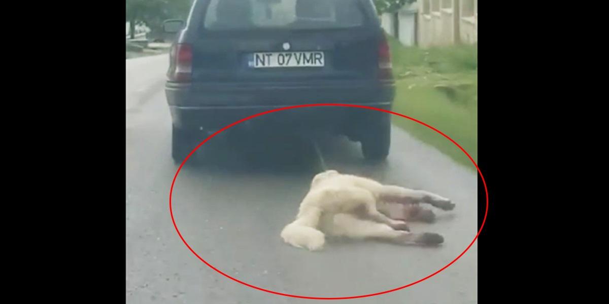 C&acirc;ine &icirc;n agonie, t&acirc;r&acirc;t de o mașină, &icirc;n Neamț. Animalul a fost legat de g&acirc;t cu o funie. Video