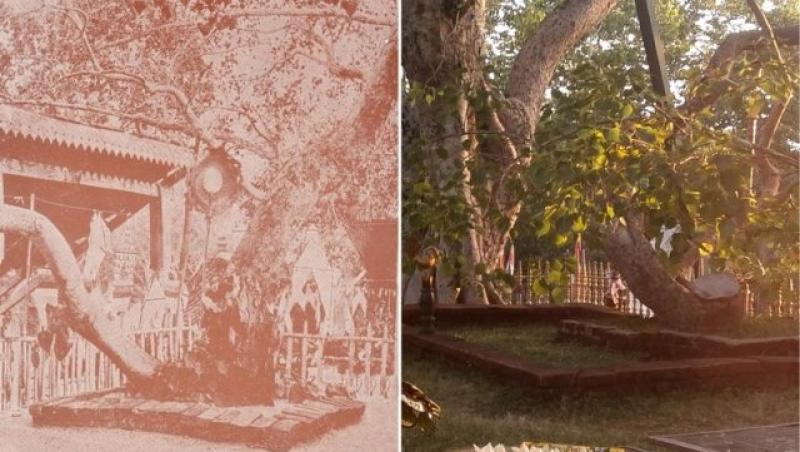Cel mai vechi copac din lume plantat de om! Stă falnic într-un parc de sute de ani și e vizitat de milioane de persoane