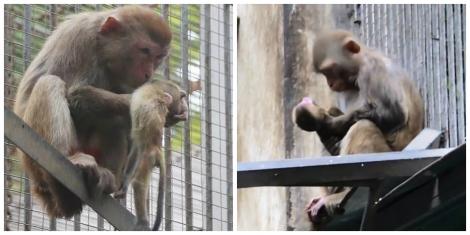 O maimuță-mamă refuză să-i dea drumul puiului care a murit la două zile după ce venit pe lume! Atenție, imagini care vă pot afecta emoțional!