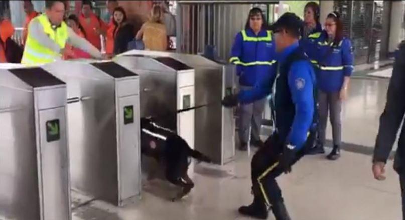 C&acirc;ini dresați la turnicheții de la metrou! Nimeni nu va mai putea trece de acum &icirc;ncolo fără călătorie! Cine a luat decizia