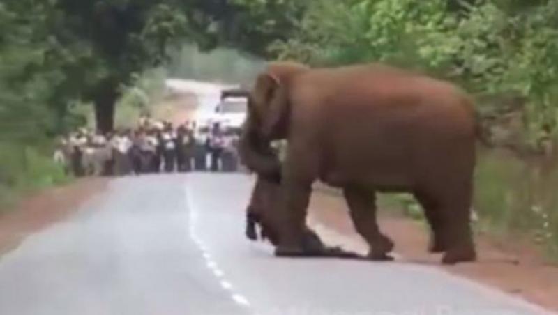Imagini sfâşietoare: un elefant cară un pui mort într-un convoi funerar