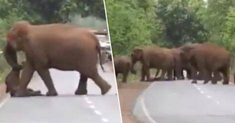Imagini sfâşietoare: un elefant cară un pui mort într-un convoi funerar