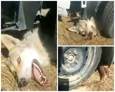 Un cioban supărat că a rămas fără 200 de oi a torturat și împușcat un lup. Atenție, imagini care vă pot afecta emoțional! 
