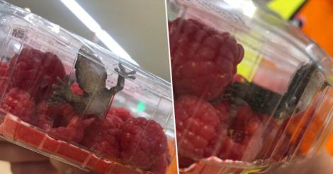 O șopârlă a fost găsită într-o caserolă de zmeură din supermarket. Ce s-a întâmplat după cu reptila