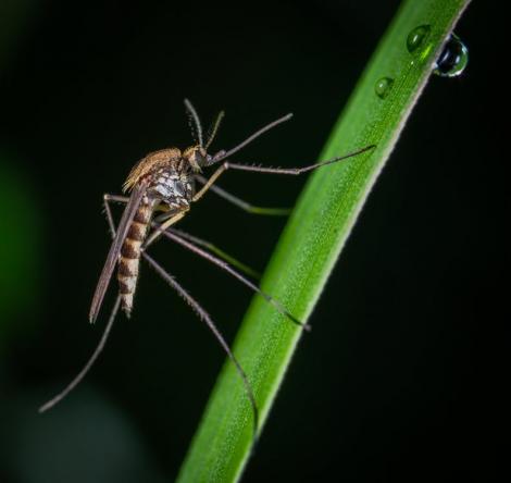 6 metode prin care să scapi de țânțari fără soluții toxice sau pastile