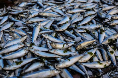 Bancurile de pești din oceanele lumii sunt în scădere