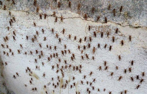 &bdquo;Nu o putem opri&rdquo;. O urgie din Vechiul Testament a lovit o zonă din&nbsp;Italia! Oamenii sunt disperați! Care este explicația fenomenului