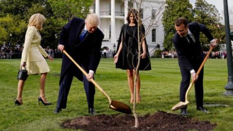 S-a uscat stejarul care simboliza prietenia dintre Donald Trump şi Emmanuel Macron