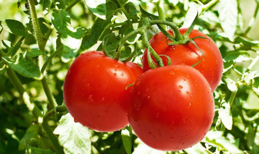 Adevărul despre roșiile rom&acirc;nești &rdquo;stropite&rdquo;, care se v&acirc;nd &icirc;n piețele din Rom&acirc;nia. C&acirc;te pesticide au, de fapt