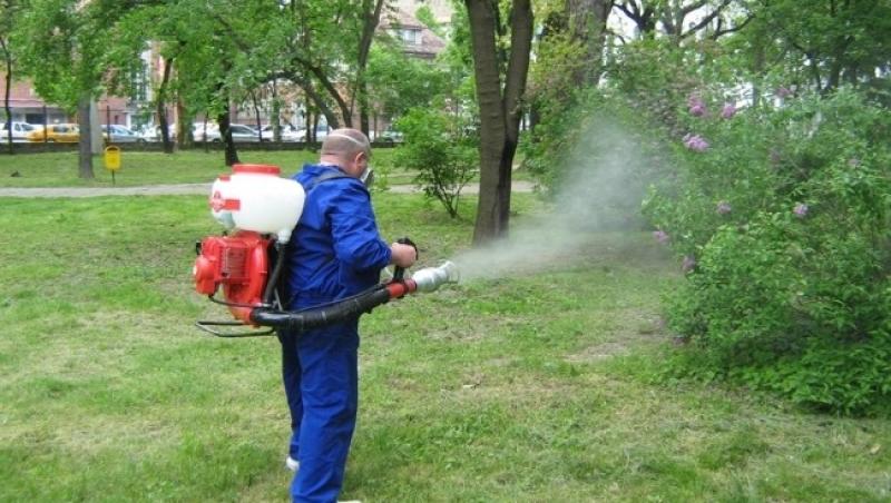 Invazie de țânțari în Capitală. Primăria Bucureștiului a ratat dezinsecția, deratizarea și eco-igienizarea