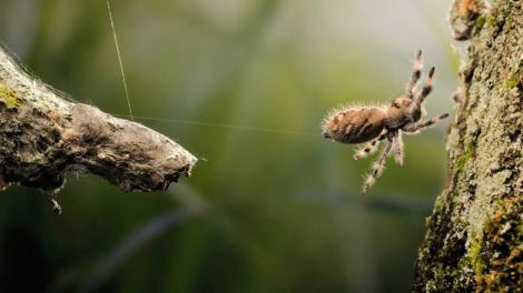Studiul pe păianjeni care te-ar putea face să renunți definitiv la cafea