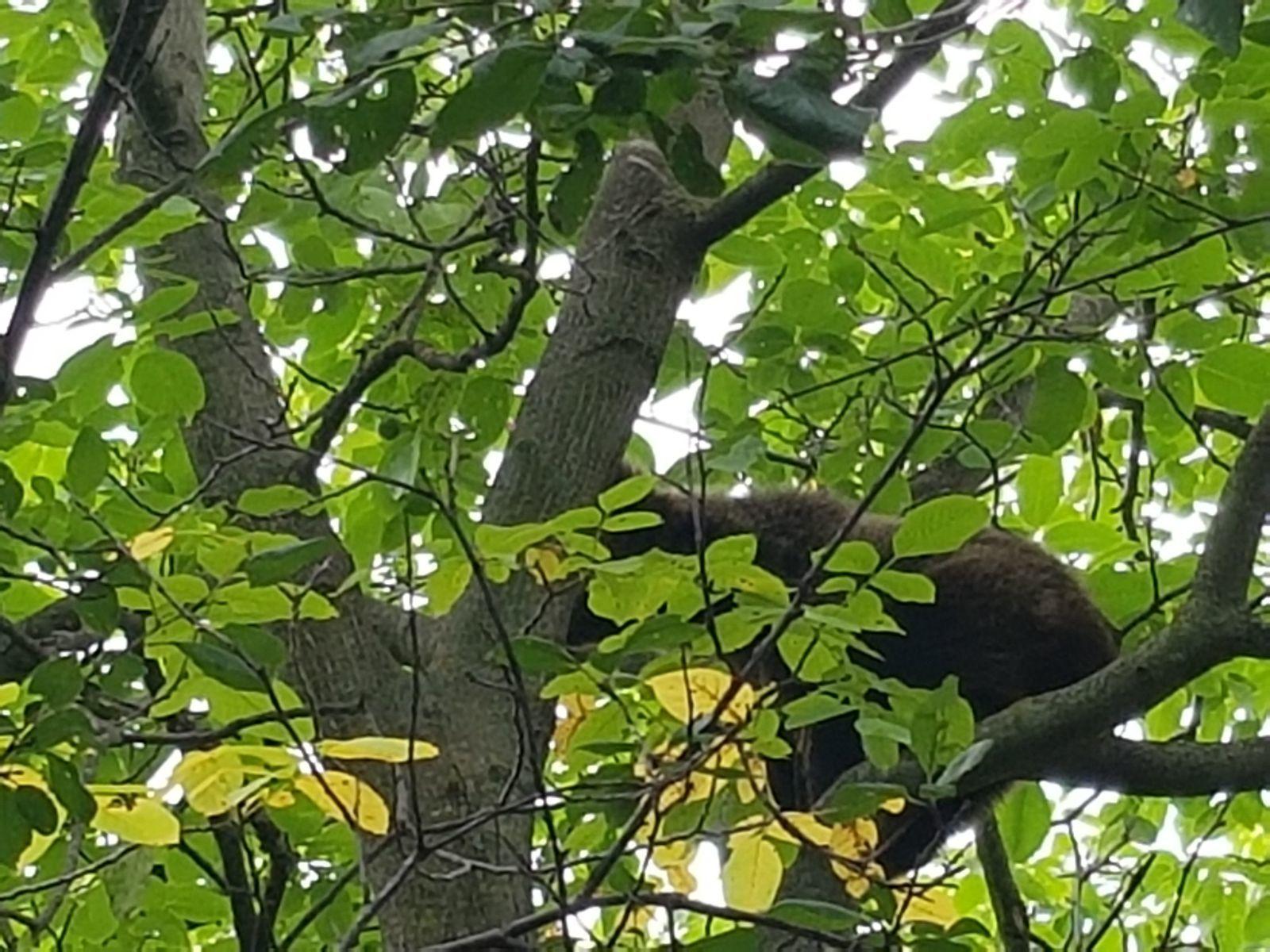 Braşov: Dosar penal pentru braconaj şi chinuirea animalelor, &icirc;n cazul puiului de urs ţinut de g&acirc;t şi &icirc;nghiontit cu un par
