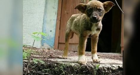Maidanezii de la Cernobîl. Cum trăiesc sute de câini în zona de excludere a dezastrului nuclear