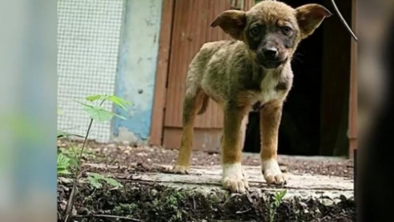 Maidanezii de la Cernobîl. Cum trăiesc sute de câini în zona de excludere a dezastrului nuclear