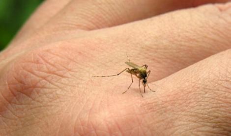 Ce trebuie să faci pentru a scăpa de mâncărime după ce ai fost ciupit de țânțari - Cele mai utile remedii