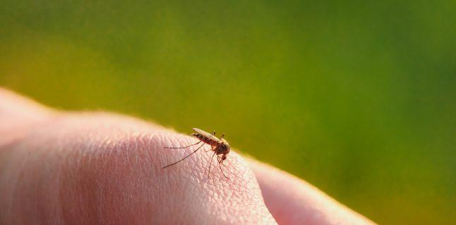 remediu de casă anti-îmbătrânire pentru țânțari