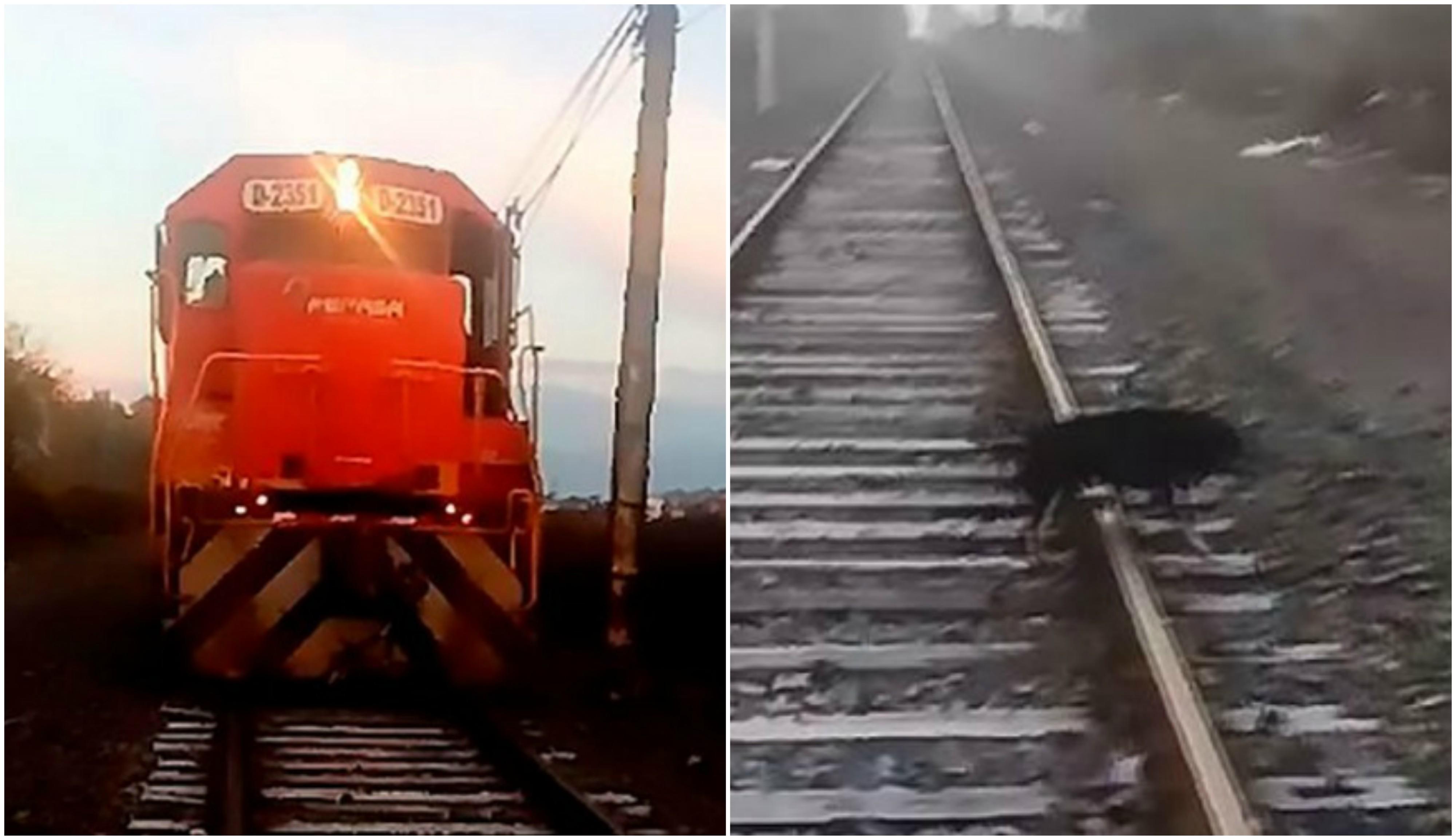 Un c&acirc;ine a fost legat de șinele de tren, dar ce a făcut mecanicul a &icirc;ntrecut imaginația criminalului! Atenție, imagini tulburătoare &ndash; Video
