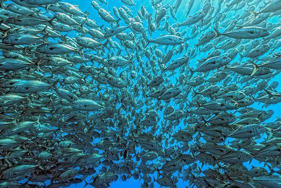 Imagini cu anomalii pe care le-ar putea dezvolta peştii afectaţi de poluarea oceanelor | GALERIE FOTO