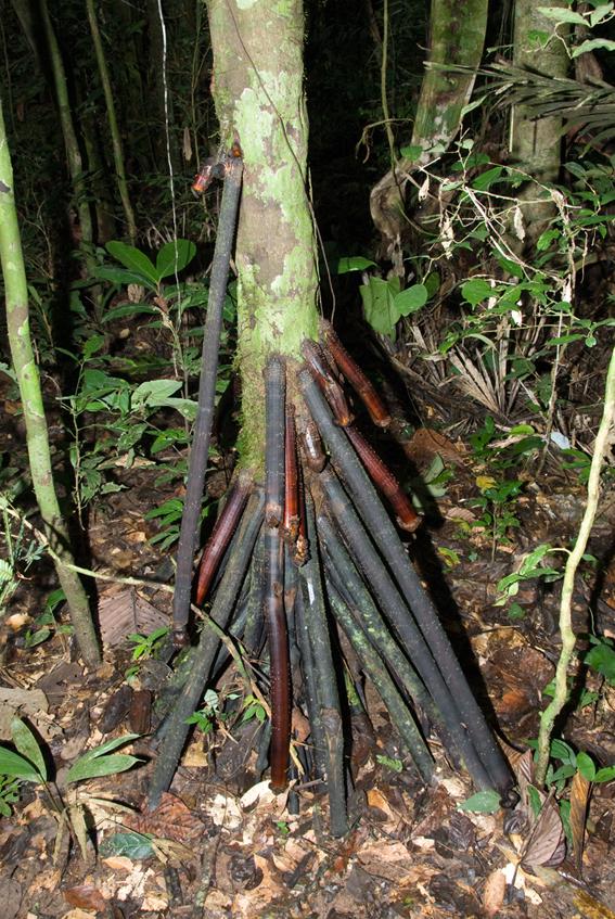 Povestea copacilor care "se pot deplasa" pe distanţe de p&acirc;nă la 20 de metri pe an