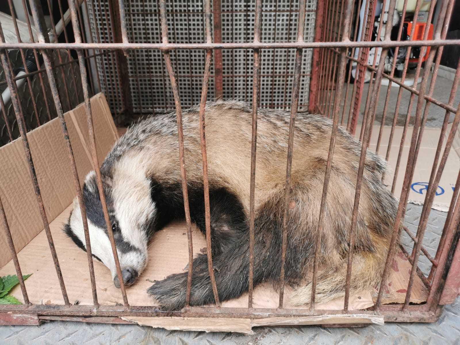 Mare surpriză pentru localnici! Un bursuc rănit a fost găsit de jandarmi &icirc;ntr-o curte din Braşov