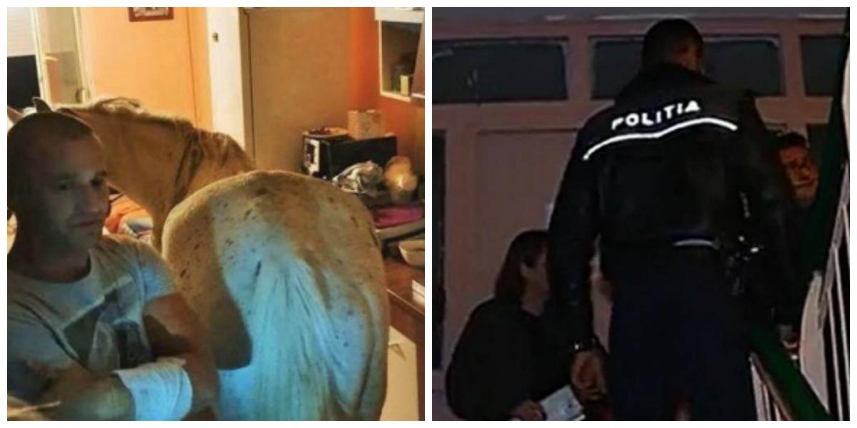 Cal găsit de polițiști &icirc;n bucătăria unei garsoniere! Proprietarul animalului le-a explicat oamenilor legii că voia să-l facă cadou