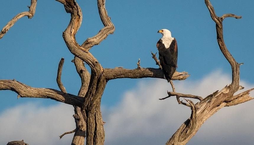 Sute de vulturi din specii pe cale de dispariţie au murit după ce au fost otrăviţi &icirc;n Botswana
