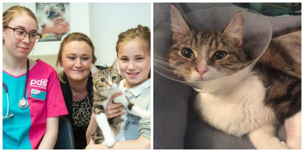 O pisică a scăpat cu viață după ce a mers mai bine de 60 de kilometri blocată sub capota unei mașini