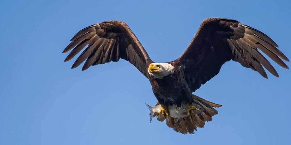 Peste 500 de vulturi pe cale de dispariție mor după ce măn&acirc;ncă cadavrele elefanților otrăviți