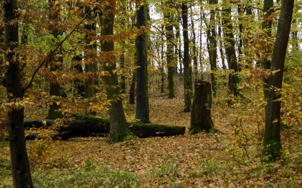 Un bărbat a murit &icirc;ntr-o pădure &icirc;n timpul programului de muncă. Ce a făcut șefa acestuia este revoltător