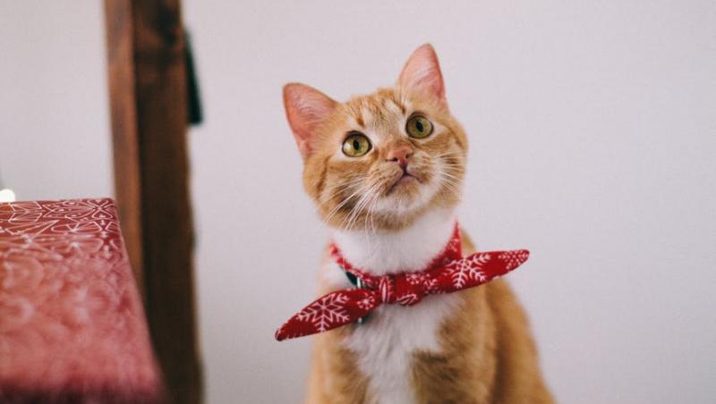 10 curiozități despre pisici. Tu știai?