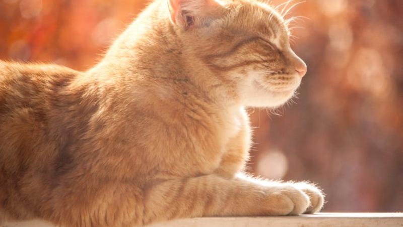 10 curiozități despre pisici. Tu știai?