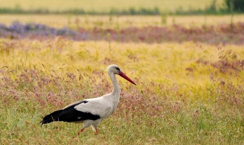 Societatea Ornitologică Rom&acirc;nă reia numărătoarea berzelor albe cu ajutorul aplicaţiei "Uite, Barza!"