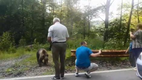 Video. Copil de șase ani, lăsat să se apropie de un urs, pe Transfăgărășan, în timp ce adulții își făceau poze cu animalul