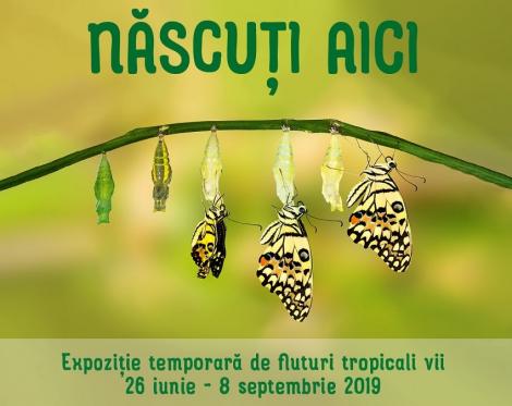 Expoziţie temporară de fluturi tropicali vii, la Muzeul "Grigore Antipa"