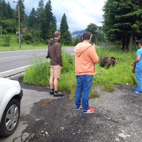Un urs a fost lovit de o maşină, pe DN 1, în județul Braşov. Animalul este grav rănit